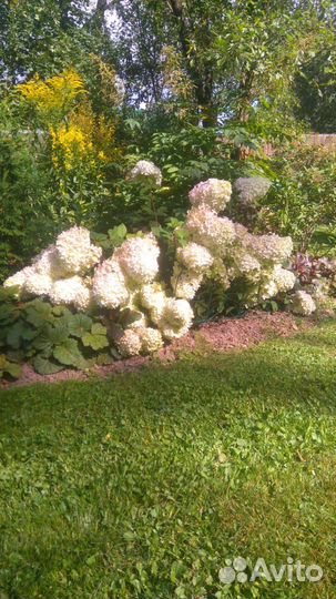 Гортензия метельчатая розовая леди pink lady