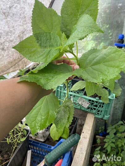 Многолетние цветы для сада