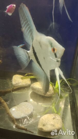 Рыбки Скалярии