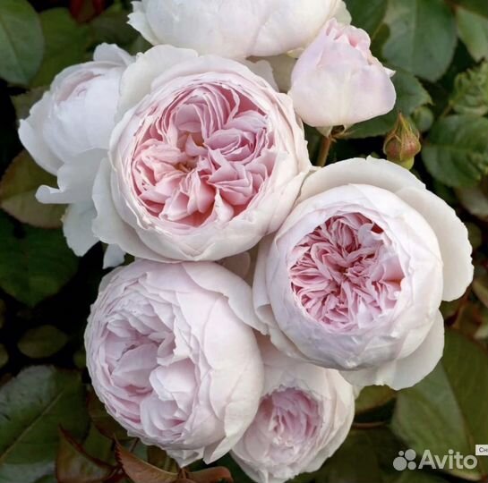 Абрикос, штамбовые розы, сирень и шелковица и др