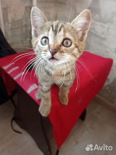 2ве кошечки