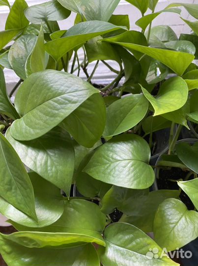 Сциндапсус неон