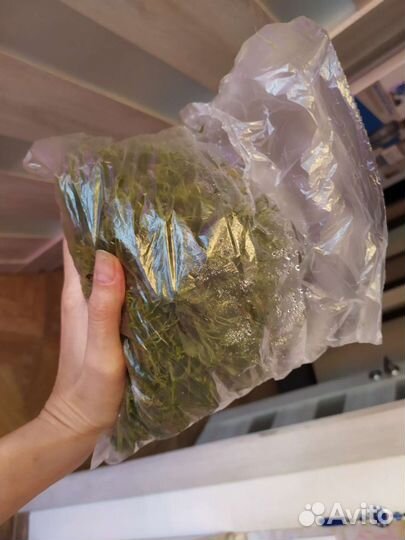 Мох сфагнум свежий