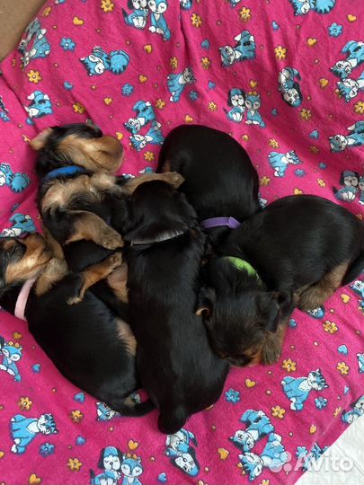 Щенки йорка мини