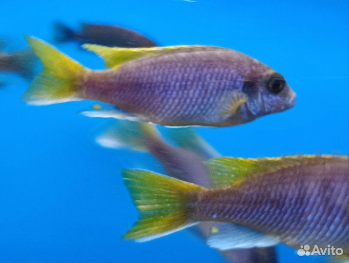 Псевдотрофеус Ацей Мзули Цихлида Малави