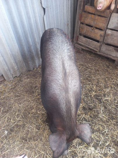 Хряк на племя