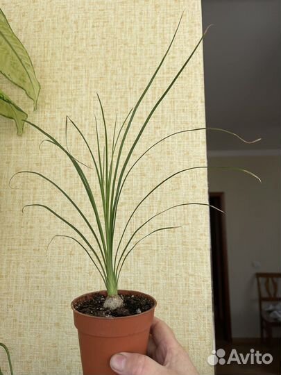 Нолина на штампе