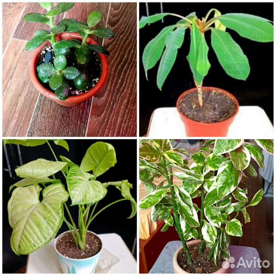 Цветы комнатные