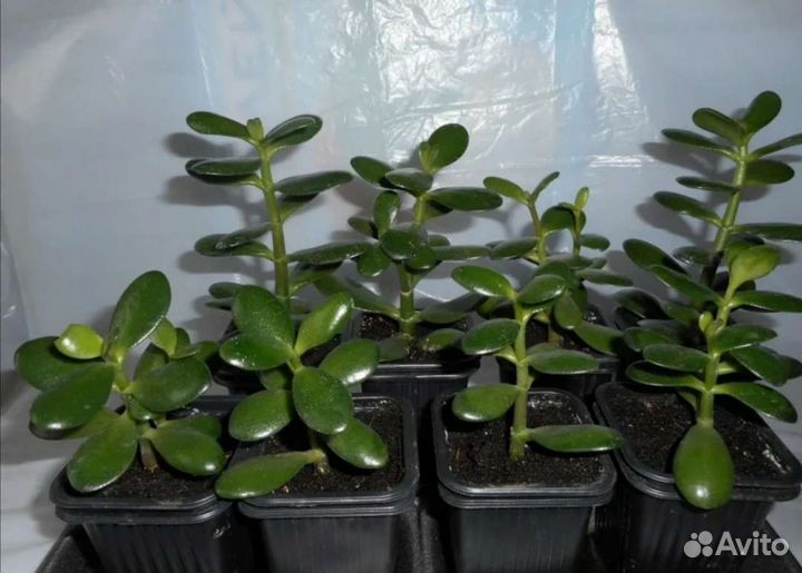 Денежное дерево