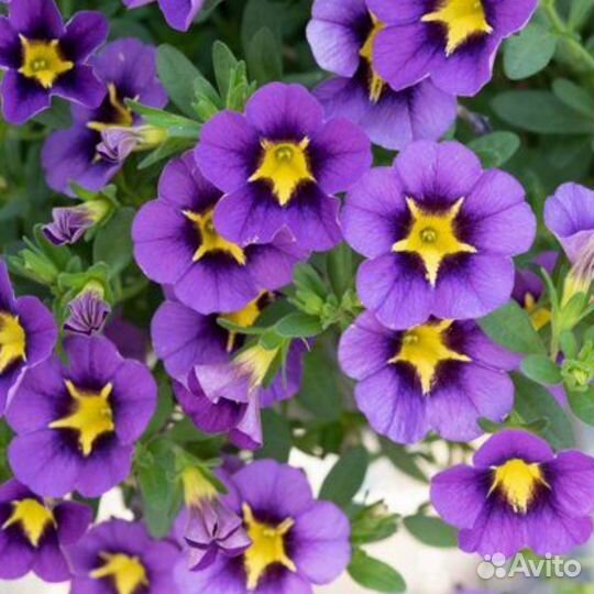 Вегетативная калибрахоа