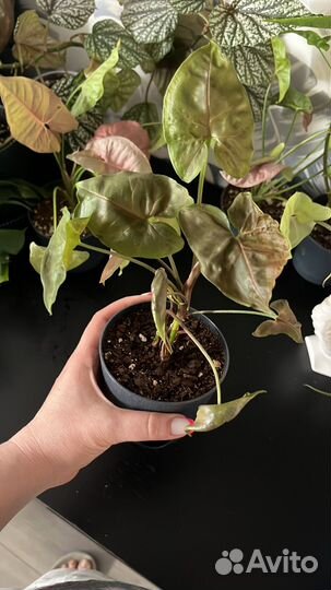 Комнатные растения