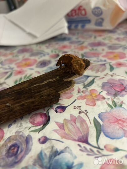 Гекор бананоед