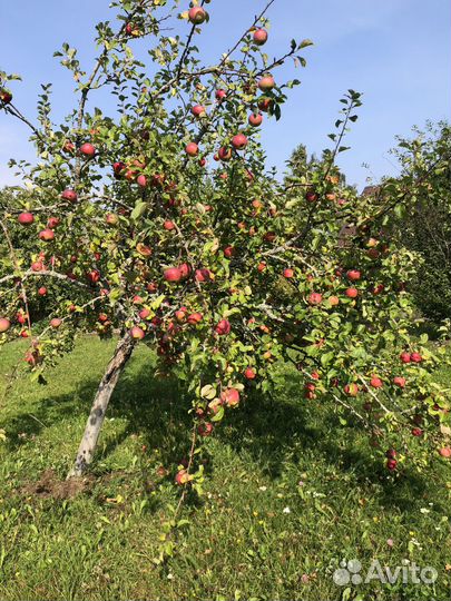 Яблоки изумительные