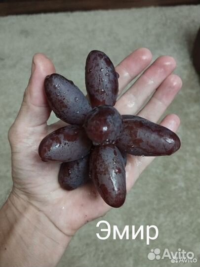 Вегетирующие саженцы винограда