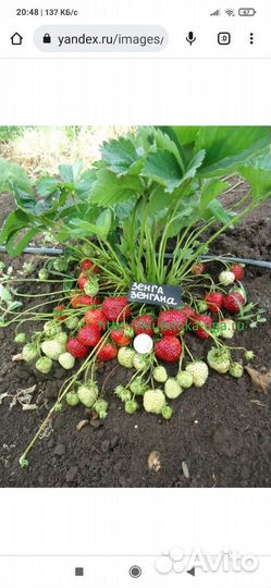 Клубника рассада сорт Зенга-Зенгана