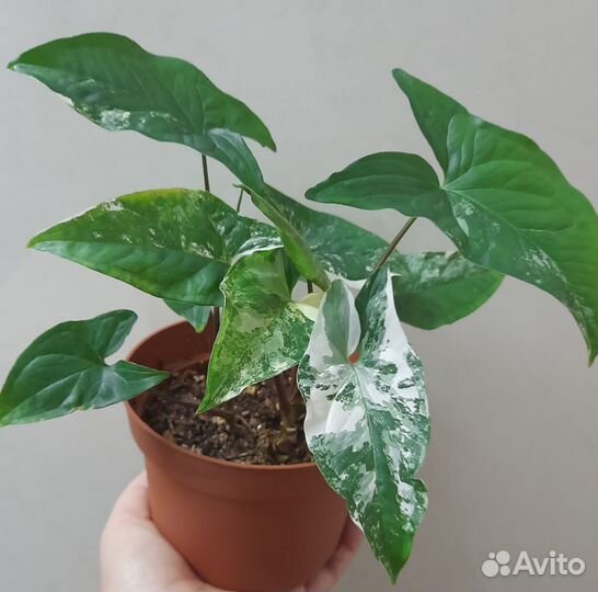 Сингониум imperial вайт