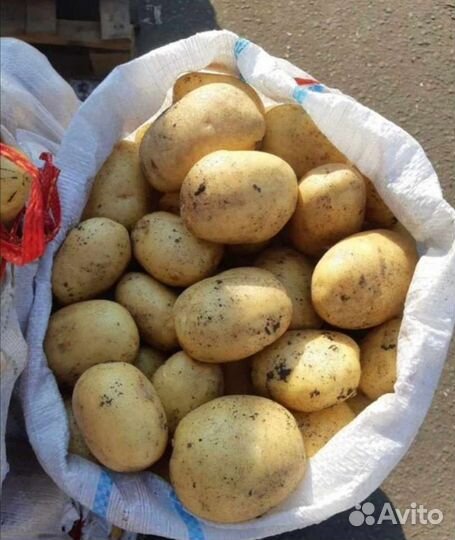 Картофель молодой Астраханский 2022
