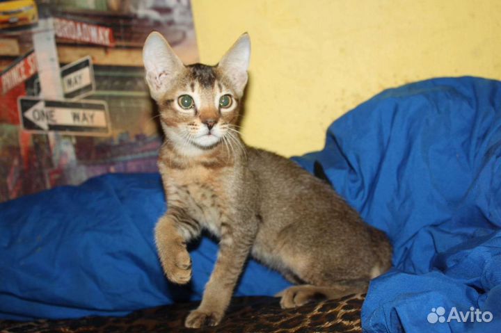 Дикий окрас, прекрасный характер (аби)