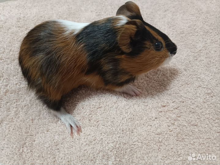 Морская свинка