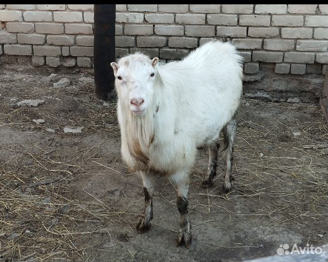 Продам коз,козлят,козла