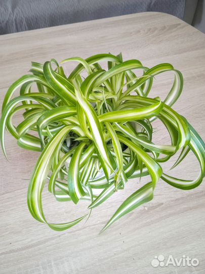 Хлорофитум кудрявый (комнатный цветок)