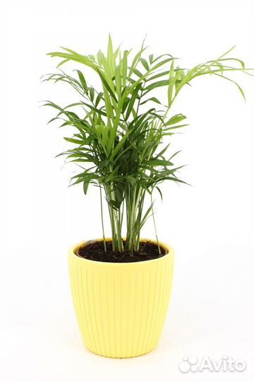 Хамедорея Элеганс в кашпо, цвет желтый