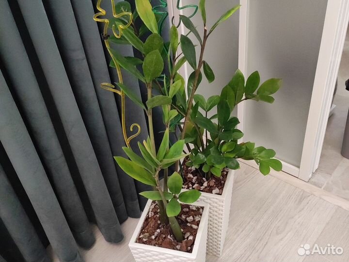 Замиокулькас