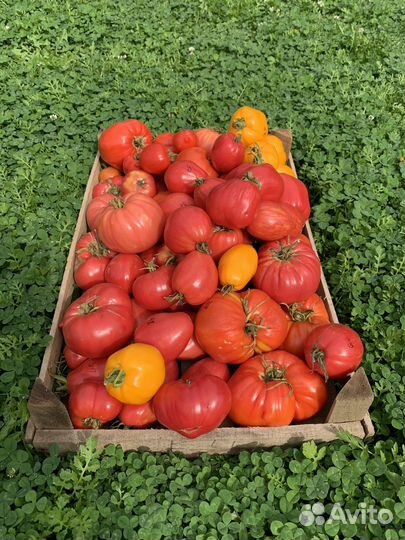 Помидоры минусинские