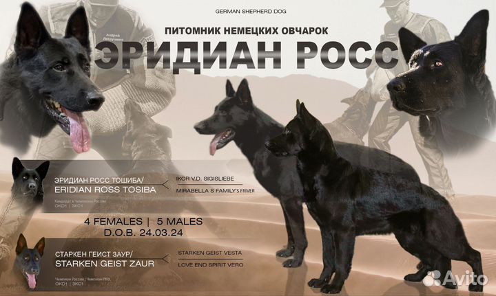 Щенки немецкой овчарки