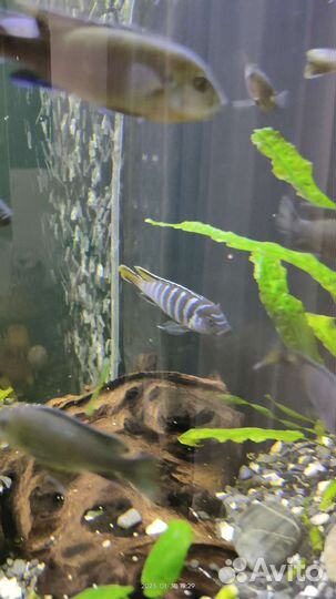 Псевдотрофеус элонгатус Мпанга (продаю всех)