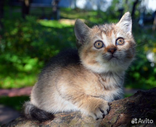 Британский котенок, девочка