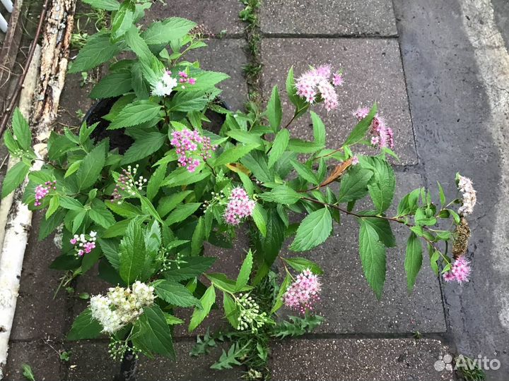 Декоративные кустарники