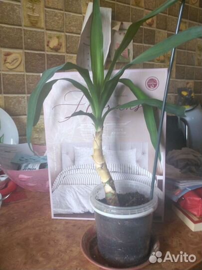 Пальма юкка