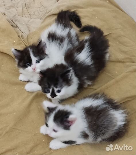 Котята - сибиряки