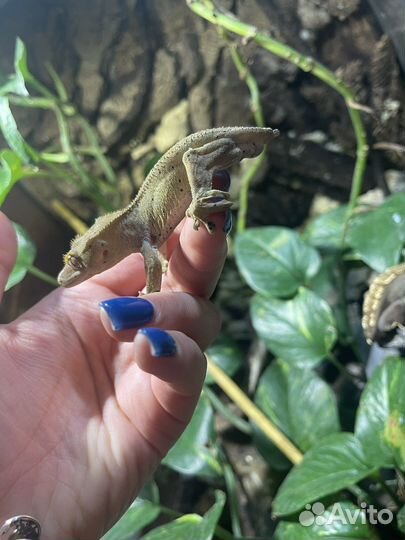 Самка реснитчатого бананоеда