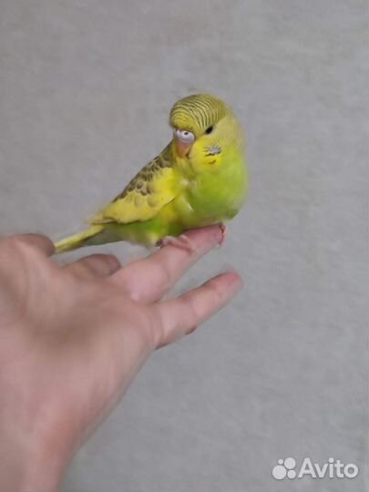 Волнистые попугаи птенчики