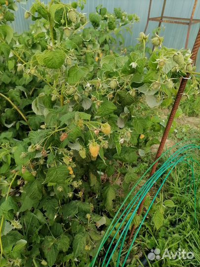 Саженцы желтой малины и ягоды