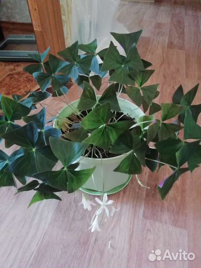 Кислица оксалиса белая