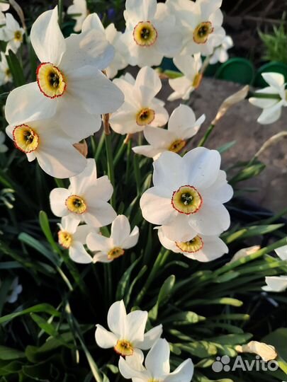 Нарцисс белый