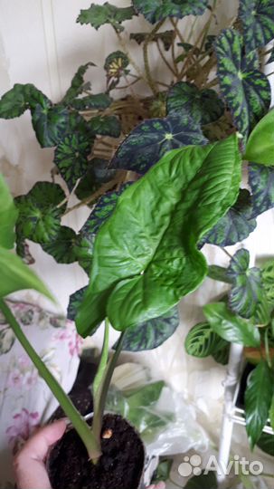 Алоказия Махарани, Полли клубни