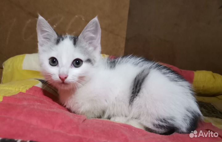 Котик малыш 1,5 мес