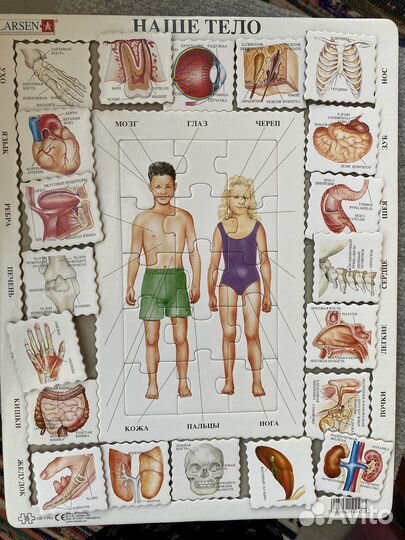 Пазл Larsen наше тело