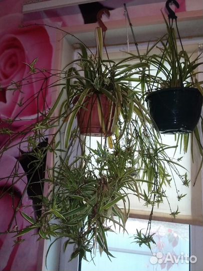 Пеларгония розебудная и другие комнатные растения