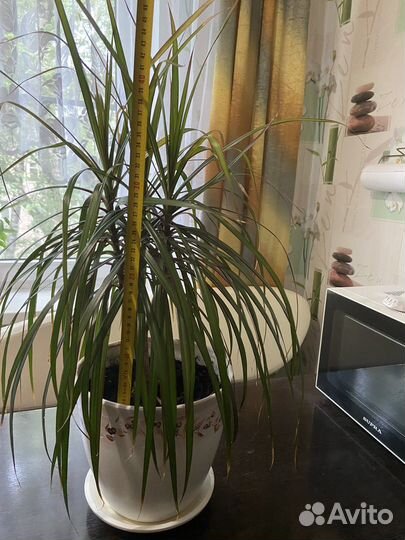Пальма драцена,без горшка