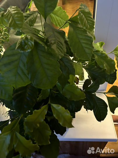 Комнатное растение