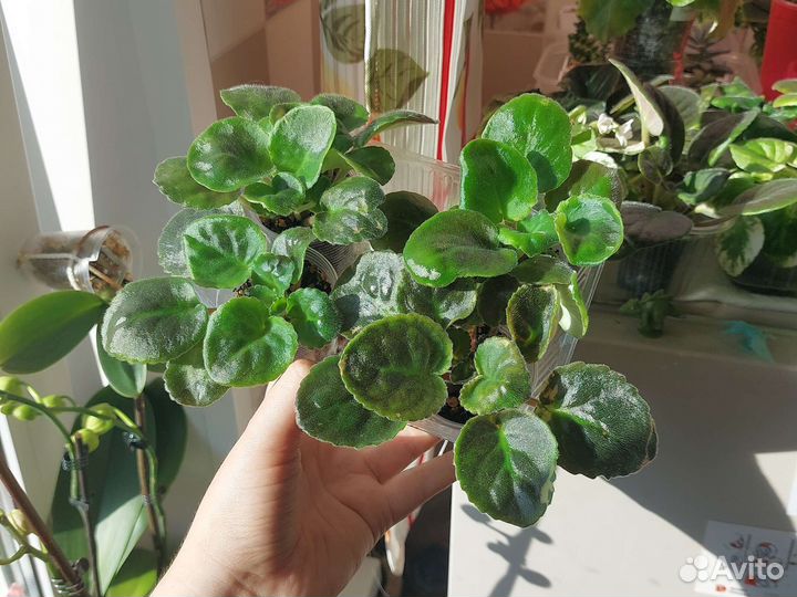 Сортовые фиалки