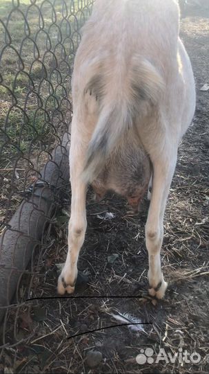 Коза нубийская