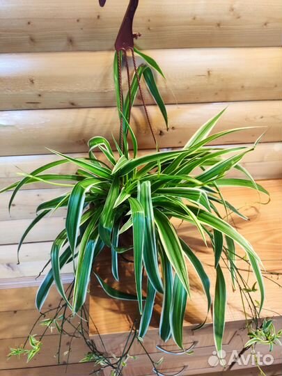 Хлорофитум океан