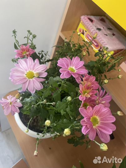 Комнатные цветы