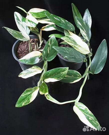 Комнатные растения